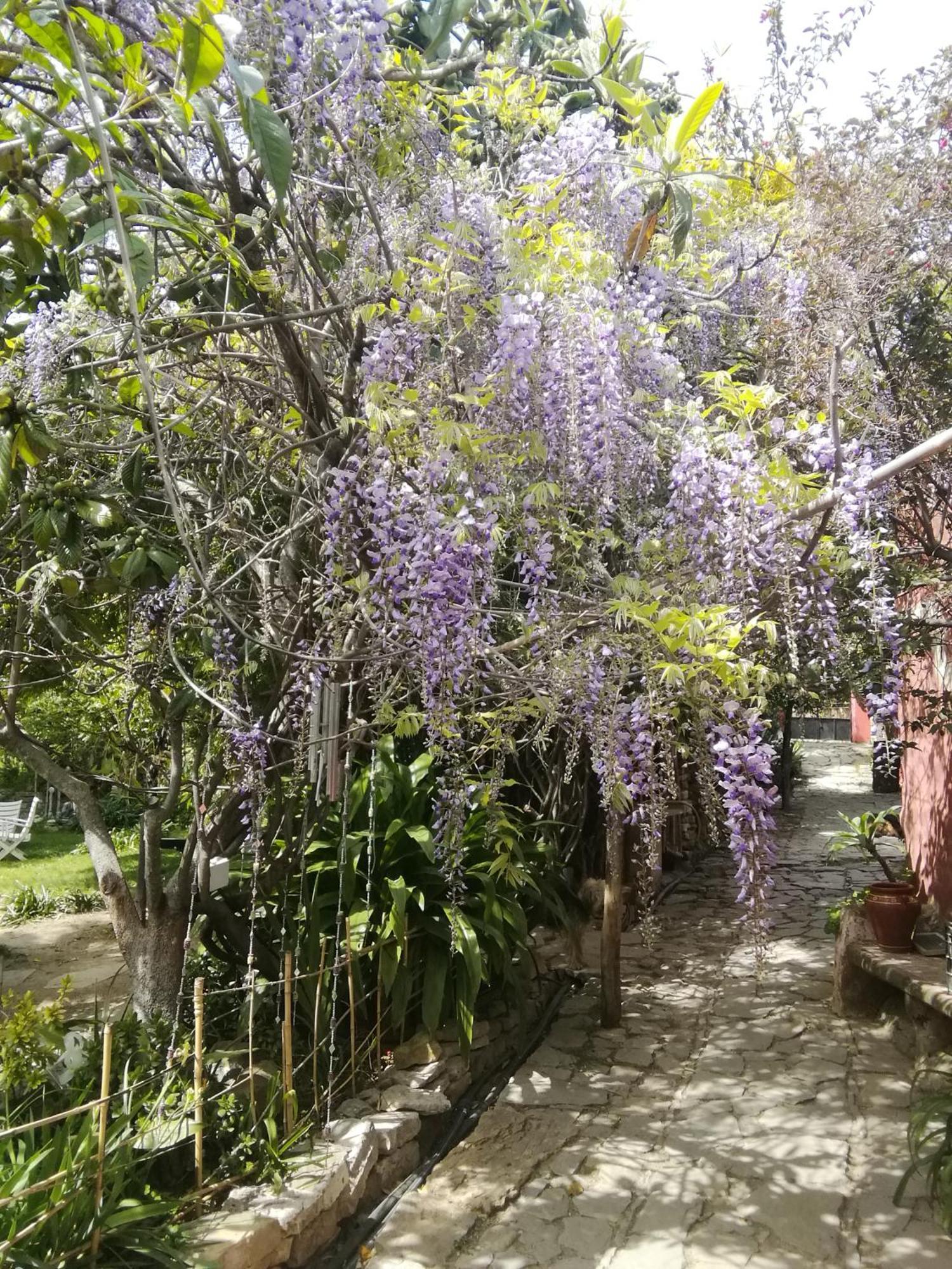 Eco Moyano Posada Gaucín Exterior foto